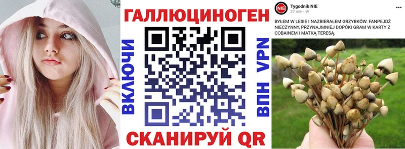 Галлюциногенные грибы Cubensis  закладка  Славгород 